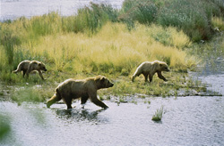 Majestic brown bears fishing at Brooks River in Alaska