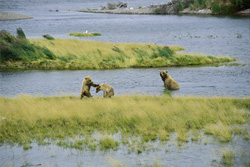 Playing Young Brown Bears at Brooks River in Katmai, Alaska