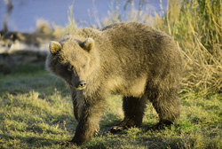 Well-fed young brown bear at Brooks River in Alaska
