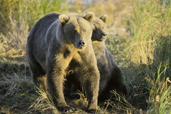 Dos imponentes osos pardos observan su entorno en el sol de la mañana