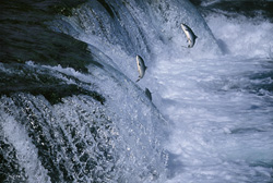 An impressive natural spectacle: Salmon overcome the waterfall in Katmai, Alaska