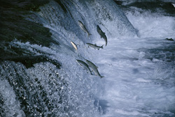 Salmon