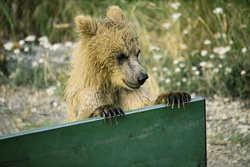 Neugieriger junger Braunbär am Brooks Camp in Alaska