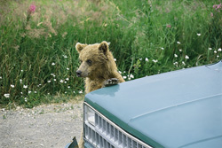 Curious Brown Bear Cub Explores the Car at Brooks Camp in Alaska