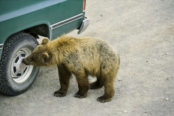 Neugieriger Braunbär erkundet fasziniert eine Radkappe im Katmai-Nationalpark, Alaska