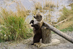 The little brown bear has fascinated the turnpike. As long as he persevered here, there was no way through: Mother brown bear was in the immediate vicinity.