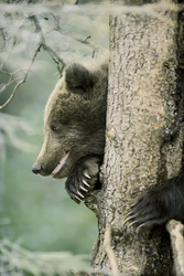 Brown bear mother catches salmon at Brooks River, little bear in tree