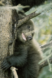The curious little brown bear at Brooks Falls