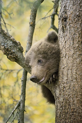 Kleine Brown Bear beobachtet aufmerksam die Umgebung am Brooks River