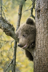 Little brown bear eagerly observes the surroundings from the tree in Alaska