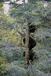 The curious little brown bears observe their mother fishing for salmon in Alaska from the tree
