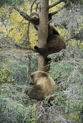Young brown bears safely perched on a tree in the Alaskan wilderness