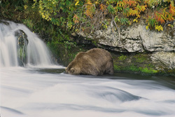 Brown bear searching for salmon at the waterfall