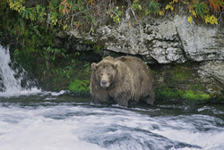 The salmon run is nearing the end and the brown bear is under the Brooks falls also with dead salmon lying on the ground satisfied.