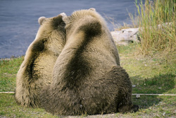 Mother brown bear with cub fishing for salmon at Brooks River