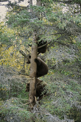 Junge Braunbären sicher auf einem Baum am Brooks River in Alaska
