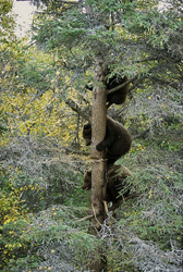 Little brown bears safe on tree close to the waterfall