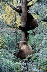 Safety First: The Three Bear Cubs Up the Tree at Brooks River