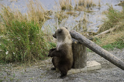 A cute brown bear takes a break at the barrier