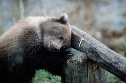 A relaxed young bear rests on the barrier, surrounded by autumn colors