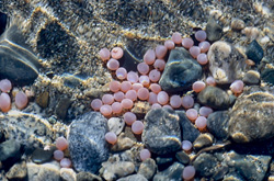 Fascinating natural spectacle: Salmon roe as a food source for bears