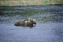 Majestic Moose in Natural Habitat