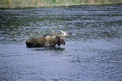 Moose
