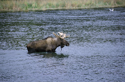 Majestic moose crossing a raging river in Alaska