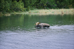 Majestic Moose in Shallow Water observed by Brown Bears - Katmai National Park, Alaska