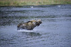 Majestic moose shaking off in the river - Fascinating natural spectacle