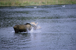 Majestic moose displays its grandeur in the river