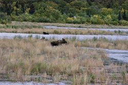 Fascinating encounter: The moose and the brown bears in a breathtaking landscape