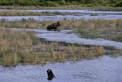 Fascinating Moose Encounters Curious Brown Bear in Picturesque Setting