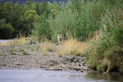 Rare encounter with a wild wolf in the Katmai backcountry