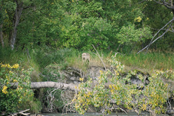 Breathtaking sight: Majestic wolf spotted in Katmai National Park