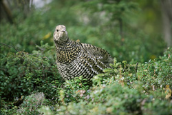 Tannenhuhn im Herbstwald entdeckt