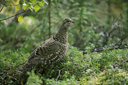 The Spruce Grouse - A resident of the coniferous forests of North America at Brooks River, Katmai, Alaska