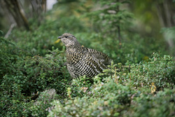 Spruce Grouse - Adaptable Birds of the North American Taiga