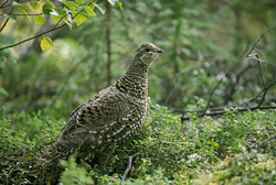 Photograph of a Spruce Grouse collecting sweet berries in the fall