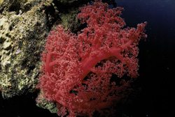 Fascinating red soft coral in the Red Sea