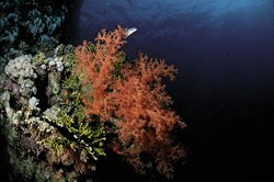 Fascinante coral blando en la corriente en el acantilado