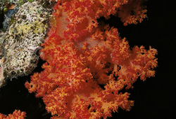 Dive into the Colorful World of Soft Coral in the Red Sea