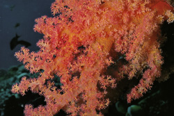 Fascinating Soft Coral in the Red Sea - A Colorful Underwater Wonder