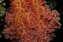 Dive into the fascinating world of red soft coral in the Red Sea