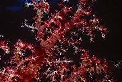 Dive into the World of Soft Corals in the Red Sea