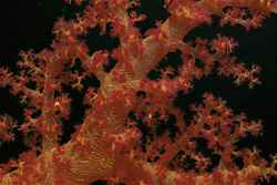 Discover the Fascinating Soft Coral in the Red Sea