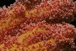 Dive into the Colorful World of Soft Coral in the Red Sea