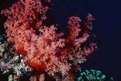 Immerse Yourself in the Fascinating World of Soft Coral in the Red Sea