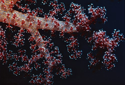 Fascinante coral blando en colores brillantes sobre fondo oscuro