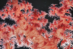 Experience the Beauty of Soft Coral in the Red Sea
